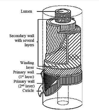 Cotton fiber Structure