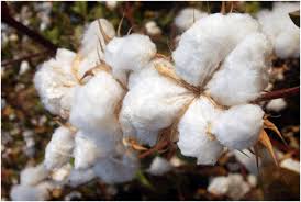 Advantages, Disadvantages, and Uses of Cotton Fiber