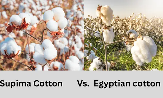 Difference Between Supima Cotton and Egyptian Cotton