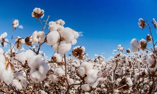 Difference Between Pima Cotton and Supima Cotton