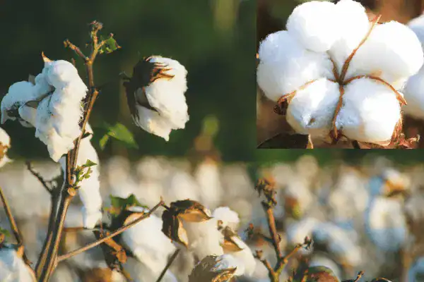 Physical and Chemical Properties of Cotton Fiber