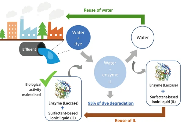 Why Enzymes are Important in the Dyeing Process?